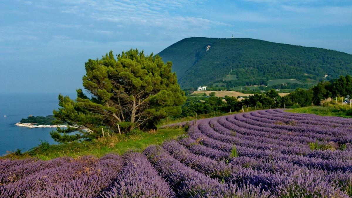 Вилла La Violetta Камерано Экстерьер фото